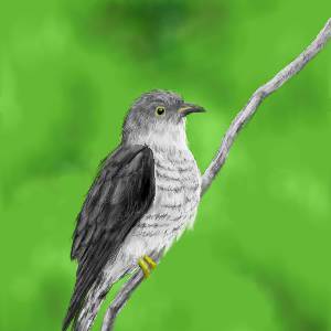 野鳥