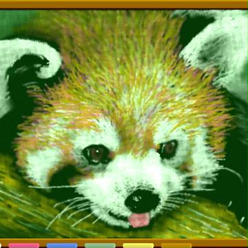 レッサーパンダ