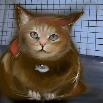 猫