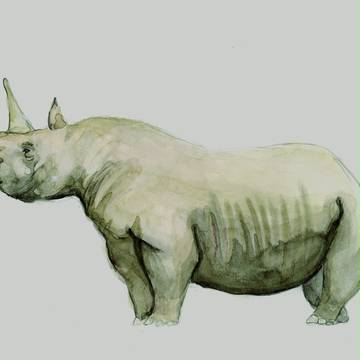 サイ
