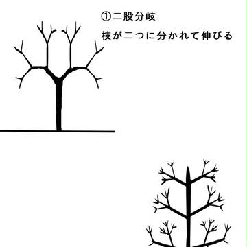広葉樹の枝のつき方　アバウト