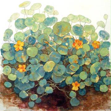 金蓮花
