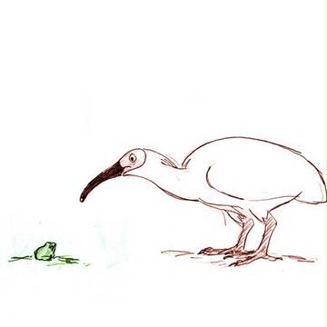 トキとカエル
