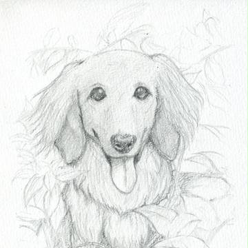犬