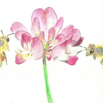 蓮華と蜂