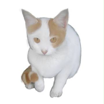 ぬこ