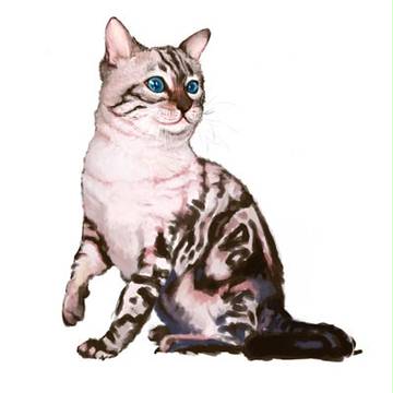 ねこ