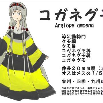 【ぴく虫】コガネグモ