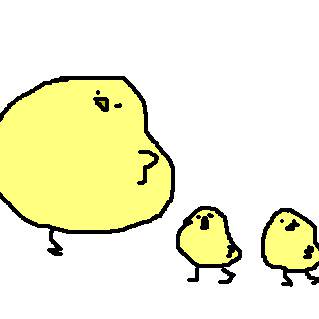 cocco