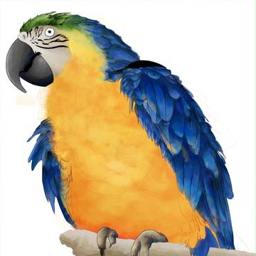 ルリコンゴウインコ