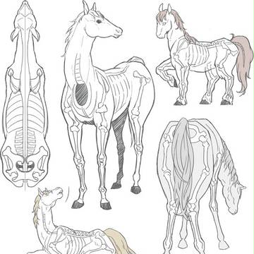 ウマ科【骨格】