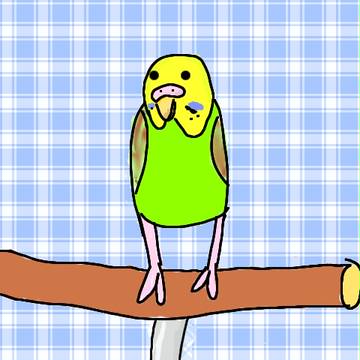 うちのインコ