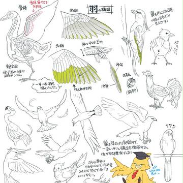 鳥・羽　の構造/描き方