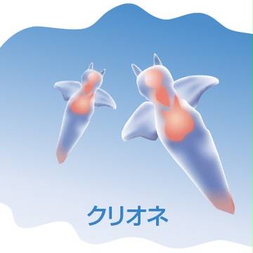 クリオネ