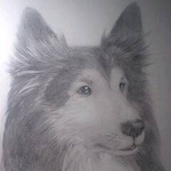愛犬シェル。
