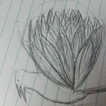 鳥