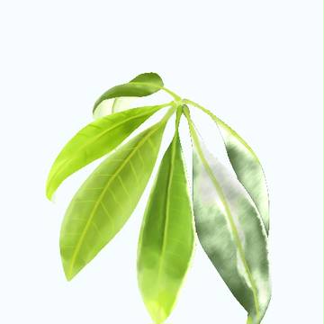 葉