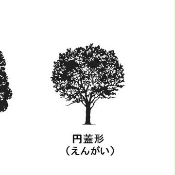 樹形１