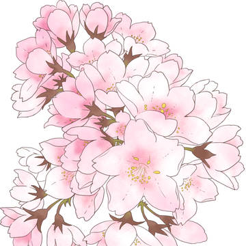 桜