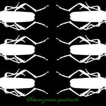 Schwarzerium quadricolle　アオカミキリ