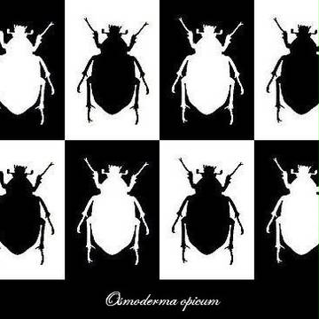 Osmoderma opicum　オオチャイロハナムグリ