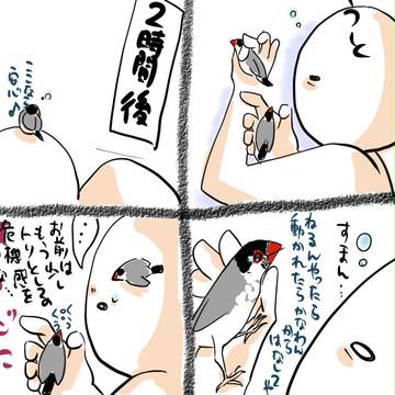 鳥マンガ