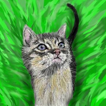 見上げる猫１
