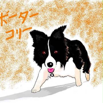 ボーダーコリー