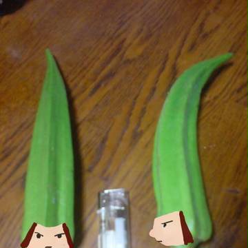 育ちすぎたおくら