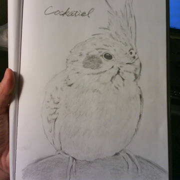 オカメインコ