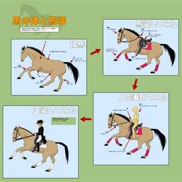 【図解】馬の体と馬装