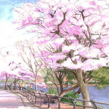 桜