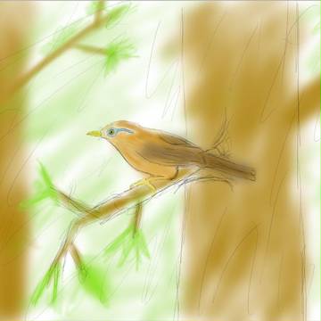 鳥