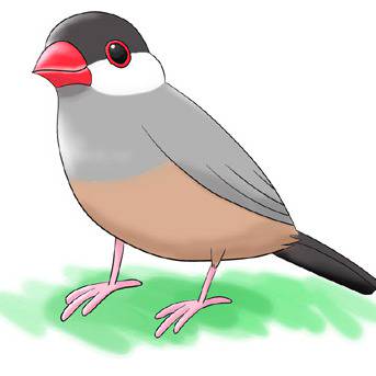 文鳥