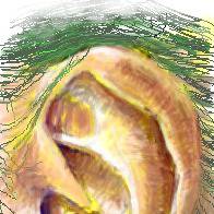 烈風のシンクの耳
