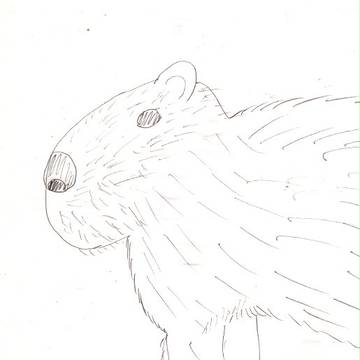カピパラ