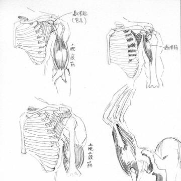 骨格05