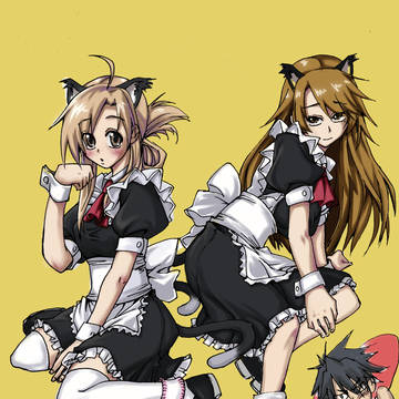 猫愿