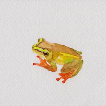 カエル１