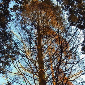 the trees