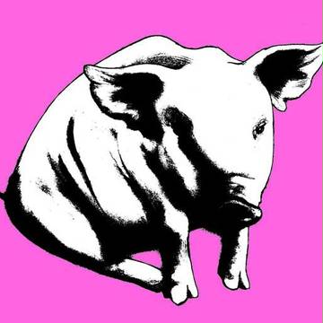PIG