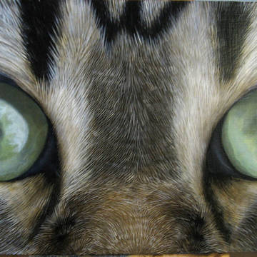 私の猫の眼