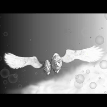 fly
