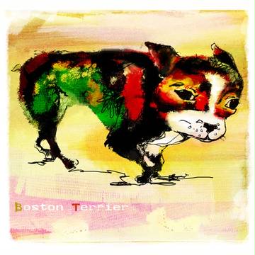 Boston Terrier