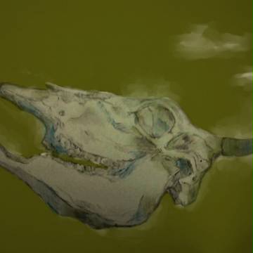 bone