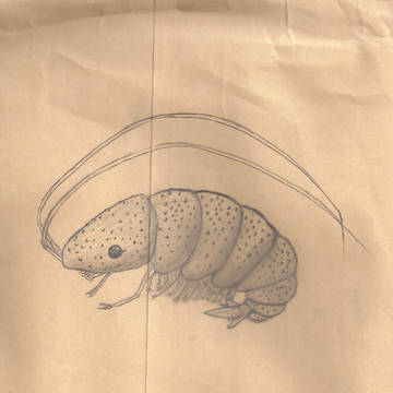 うろ覚えで描き直してしまった