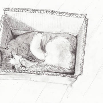 ダンボール。。。ねこ。