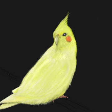 オカメインコ
