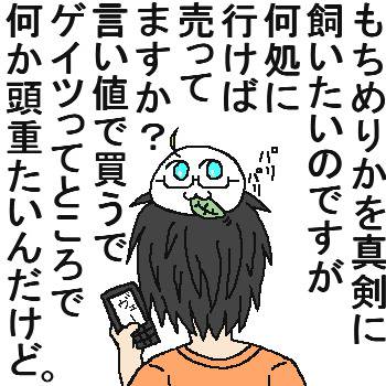 もちめりかを飼いたいのですが。