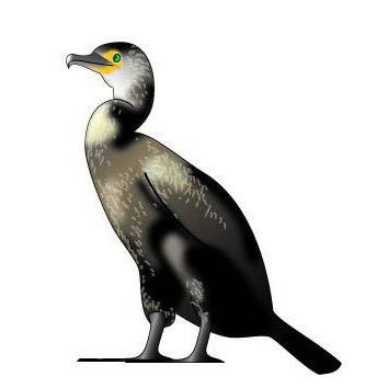 ウミウ